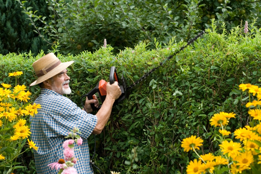 How To Cut Hedges - Northside Tool Rental