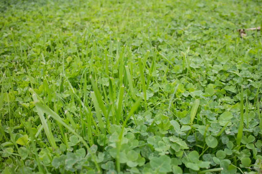 How To Kill Weeds In Your Lawn - Northside Tool Rental