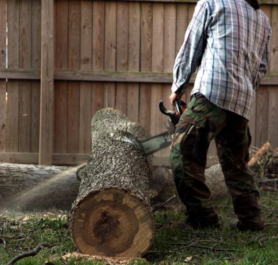 How To Cut Down A Tree - Northside Tool Rental Blog
