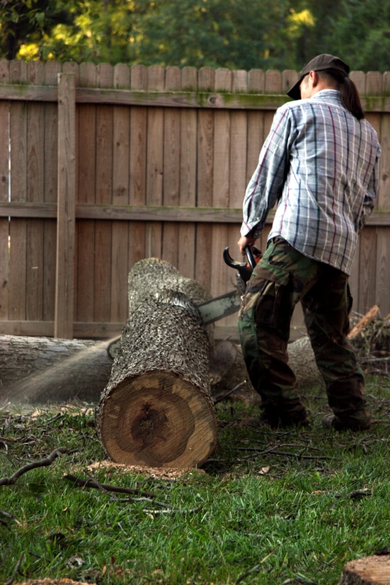 How To Cut Down A Tree - Northside Tool Rental Blog