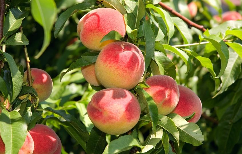 How To Prune Peach Trees - Northside Tool Rental Blog