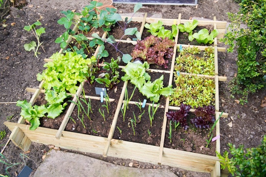 diy vegetable garden - Northside Tool Rental Blog