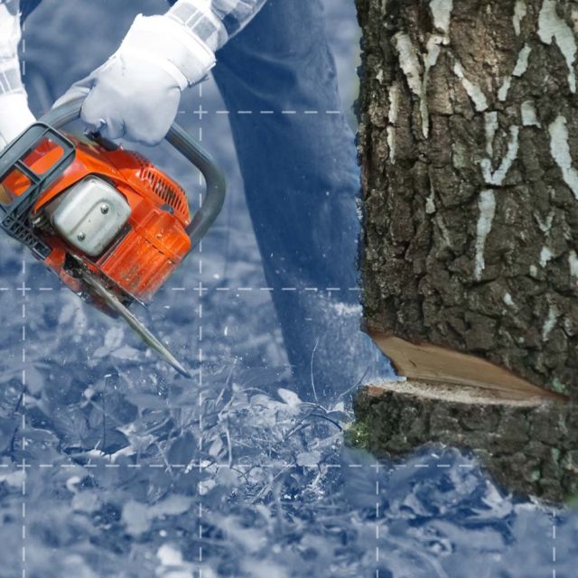 How to Cut Down a Tree Safely